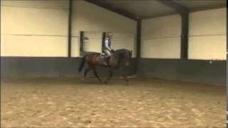 6yo gelding flatwork