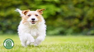 Dog's favorite music🐶Dog relaxing music🎵Stress relief and Separation anxiety music, Stability music. by My Pet Music 35,365 views 3 months ago 9 hours, 21 minutes