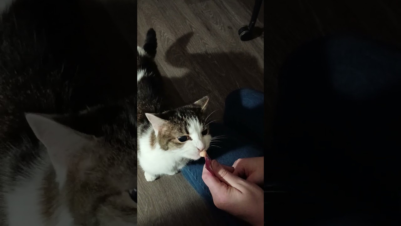 Josie loves her Churu!