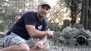 SAND CAT: Species Spotlight- Big Cat TV