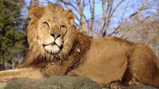 Rare Giant Lions Close Footage | MOST Amazing The Largest Cat in the World