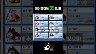 메이플랜드 펫 출시