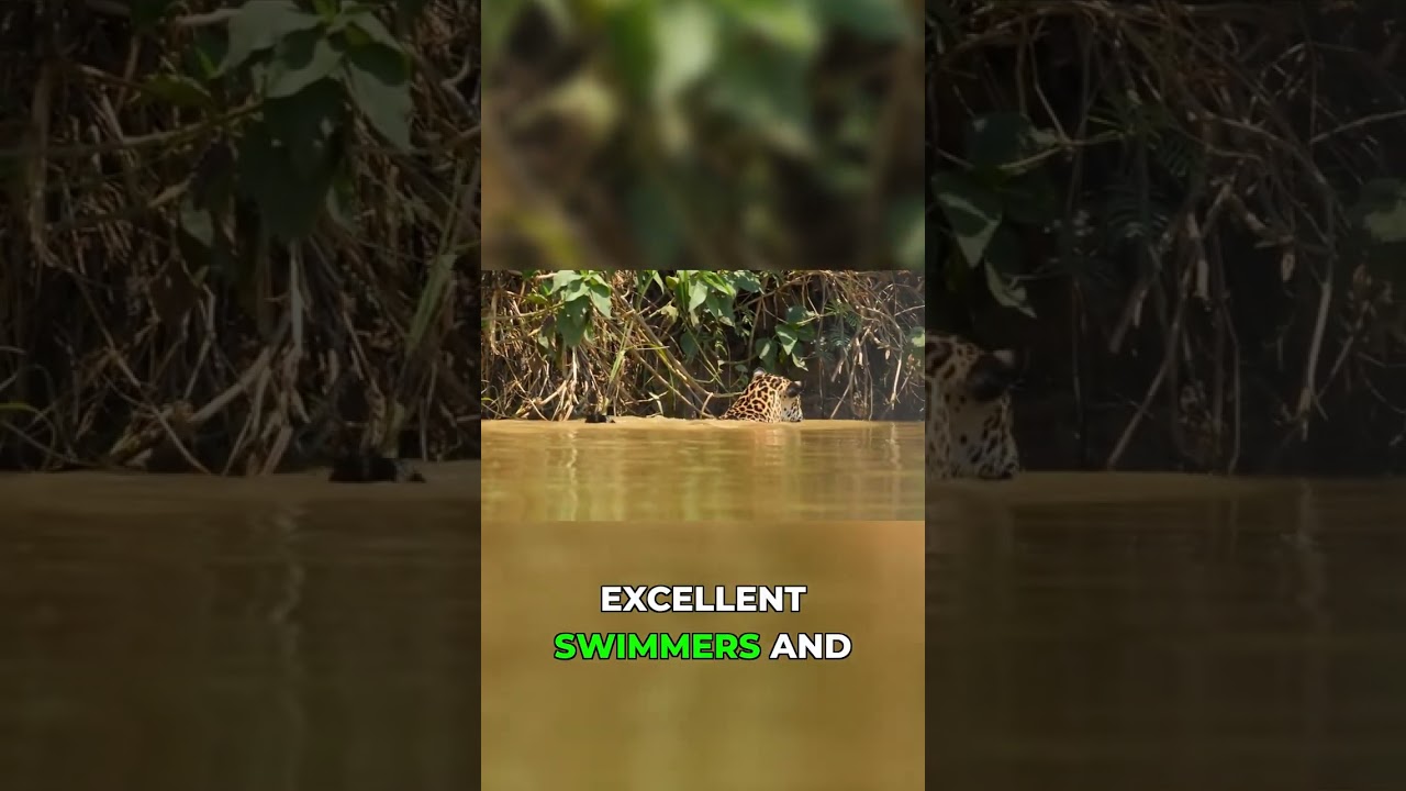 Jaguars Are The Ultimate Water Hunters 🐆🌊 #jaguar #amazon #wildlife