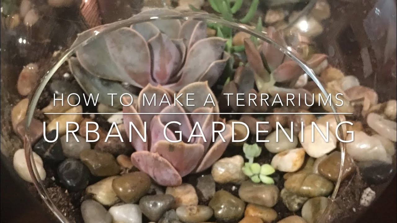 How to make a Terrarium // Urban Gardening - YouTube