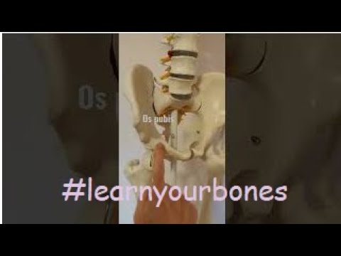 Anatomy basics 6,