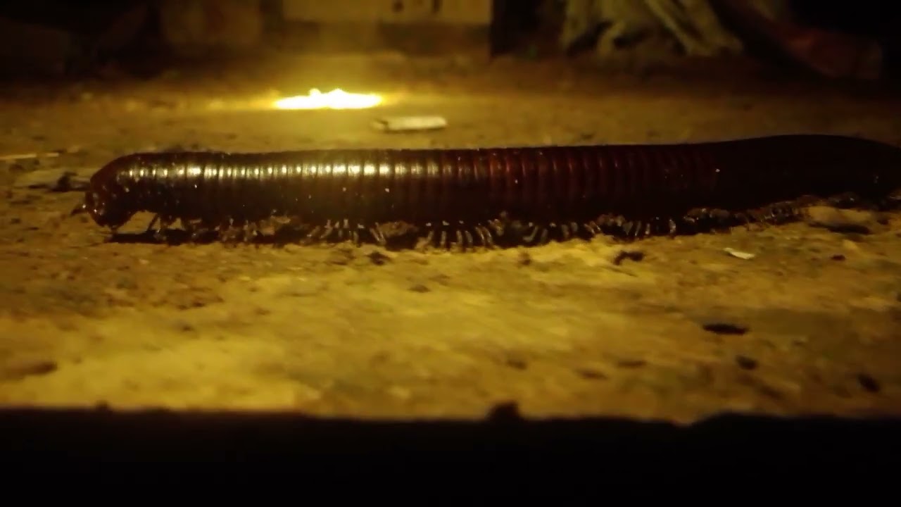 Millipede is walking by many legs