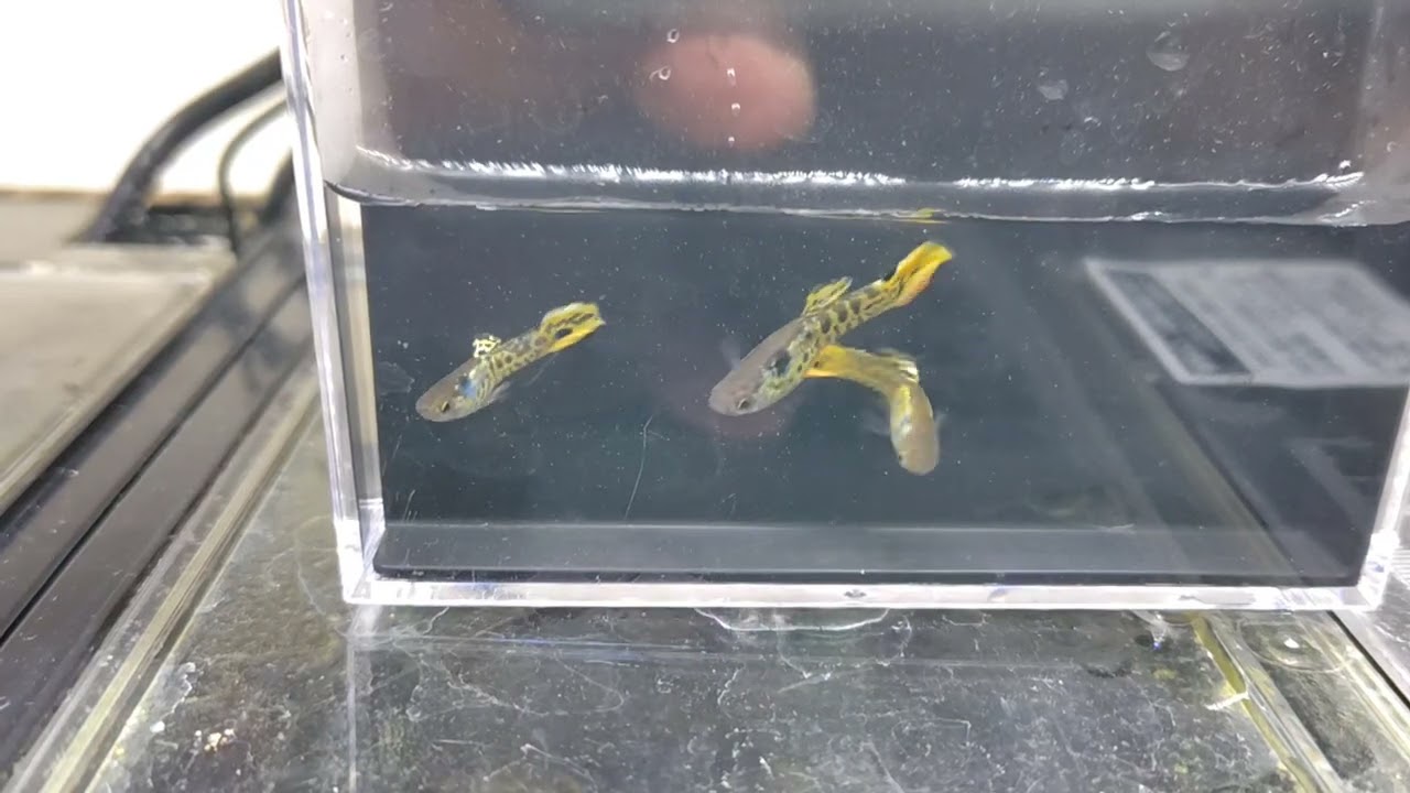 グッピー飼育日記　20260212 繁殖水槽が半壊してしまいました。