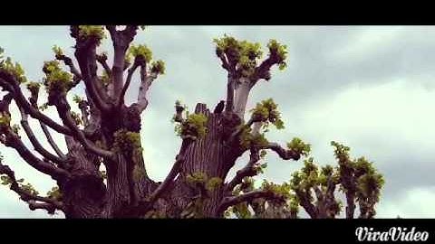 يا أيها الانسان ما غرك بربك الكريم تلاوة عذبة