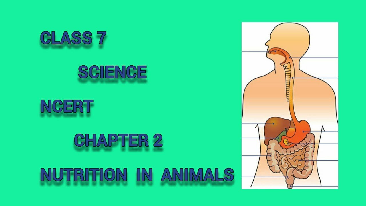 CLASS 7 SCIENCE CH 2 NUTRITION IN ANIMALS PART 1 - YouTube