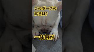 【貴重映像！！犬の葛藤】パパのGWが終わり今日からお仕事。ブブは休みモードから抜けれません(笑) #フレブル #フレンチブルドッグ #フレブル飼い方 #フレブルクリーム #frenchbulldog