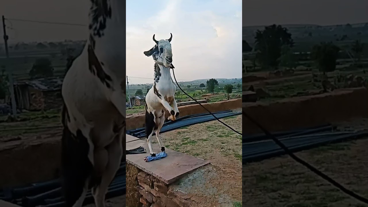 bakraeid 2021 || bakrastatus 😍 whatsApp status