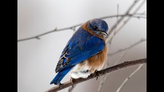 small birds wallpaper - blue bird wallpaper screenshot 1