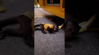 This Monkey Thought He Was Late… Then This Happened 😭🐒 | AI Comedy Short