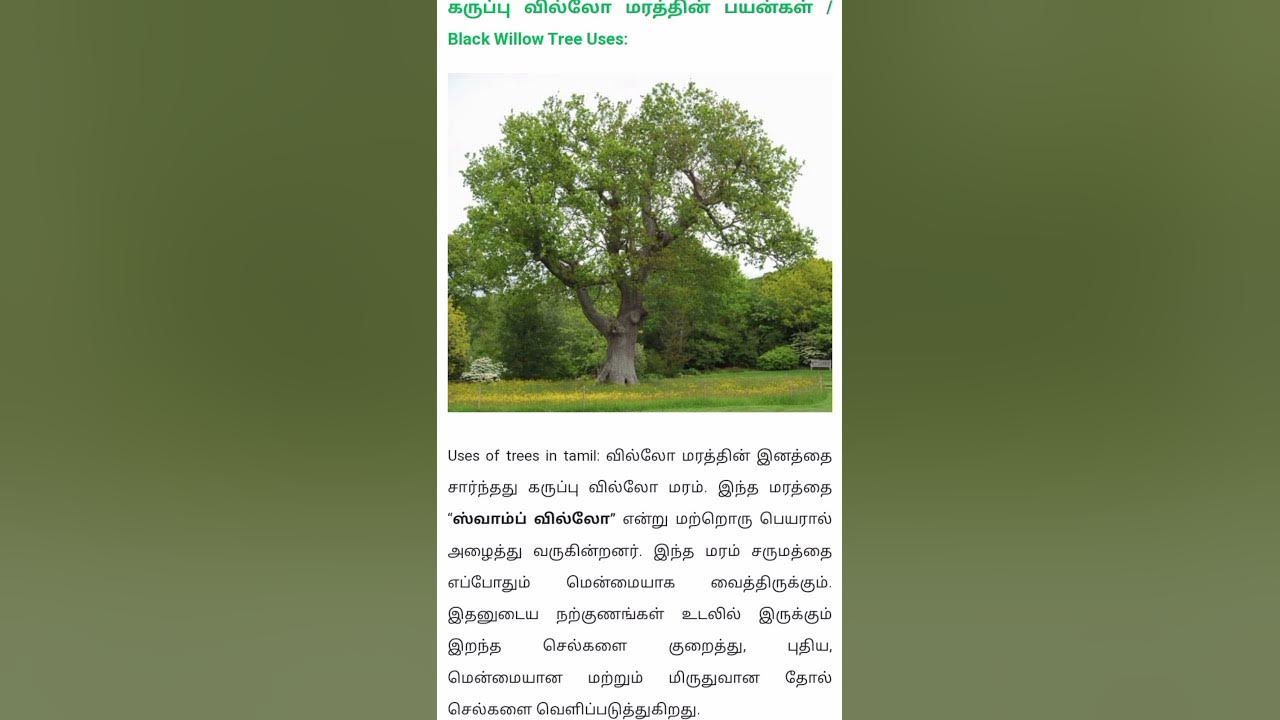tree-facts-in-tamil-black-willow-youtube