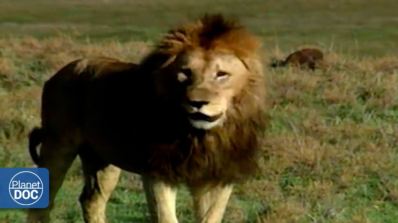La importancia del Ngorongoro y la convivencia de familias de leones allí ( DOCUMENTAL COMPLETO) - YouTube