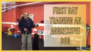 Aggressive dog first day arrival and strategy for training, first day training