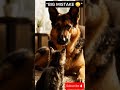 This Kitten Messed With the Wrong Dog 🐶😼#aishorts #usashorts