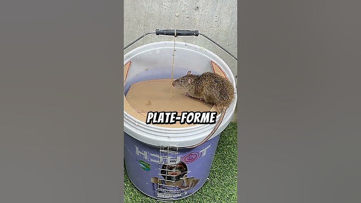 Piège Ingénieux  Attraper des Rats avec Trois Fois Rien #inventions #piège #rats #diy #dératisation