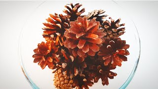 Pinecone ASMR Triggers | Pine Cone Sounds (No Talking)