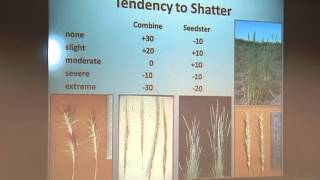 Native Grass Seed