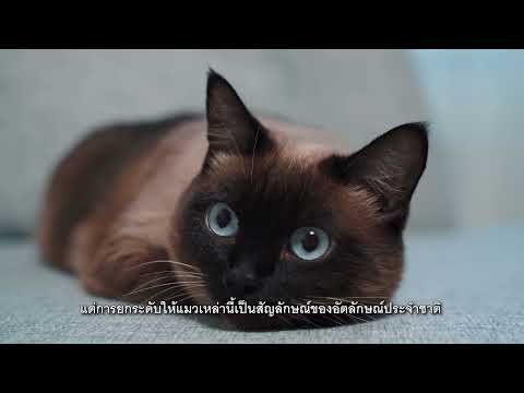 Thailand: The Cat Nation