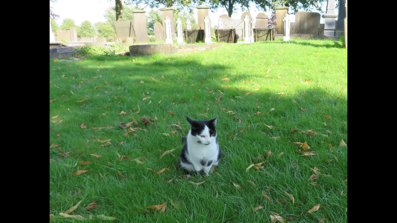 Klein Ulsda, een kerkhof met een  leuke kat en een stukje geschiedenis!
