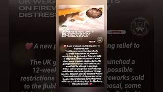 New Fireworks Rules Could Save Thousands of Frightened Pets 🎆🐶❤️ #story #viral #animals