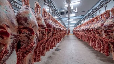 Morden cow processing technology-Amazing meat processing factory