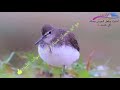صوت الزنزوني من فصيلة طيطوي 