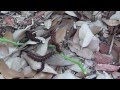 Pipevine Swallowtail Larve (Battus philenor) on decimated pipevine plants