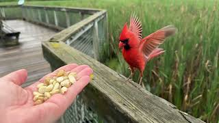 Hand-feeding Birds in Slow Mo - Northern Cardinal