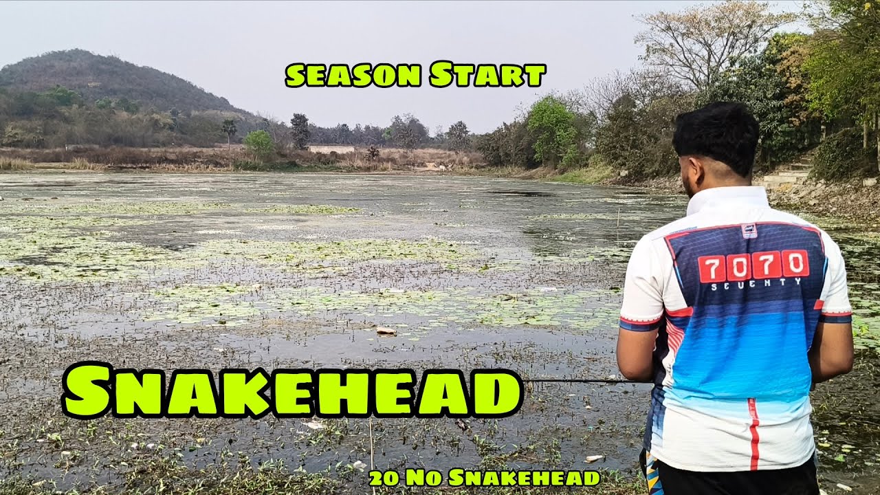 ଶେଉଳ ଆଉ ଶାଳ ମାଛ ଧରିବାକୁ ଭଲ ଲାଗେ || Snakehead Attack || Odia Fisherman 