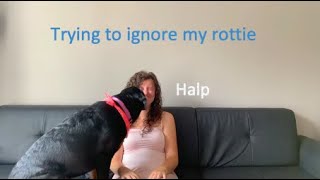 Ignoring my dog challenge (well I tried)