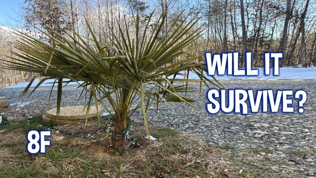 Palm Trees after record low temps in Virginia (8F)