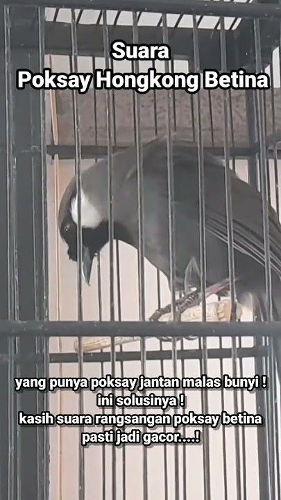 Kicauan POKSAY HONGKONG BETINA #poksay #poksayhongkong #poksayhongkongbetina #pohobetina