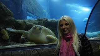 All Animals of Sea Life London Aquarium All Animals of Sea Life London Aquarium