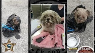 Creep Throws Old Dog Into Dumpster!