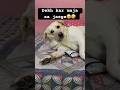 Daibo ne diye funny answer🤣👍🏻..#FunnyDaibo#funnyshorts#birthday#youtubeshorts#funnycontent..