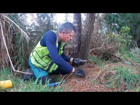 How to do Possum Trapping in NZ