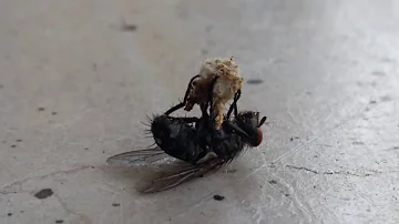 A quale categoria appartiene la mosca?