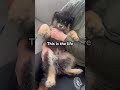 This Is the Life. 🐾 Bambi the Finnish Lapphund Puppy Loves Cuddles #puppy #cute #dog #dogshorts