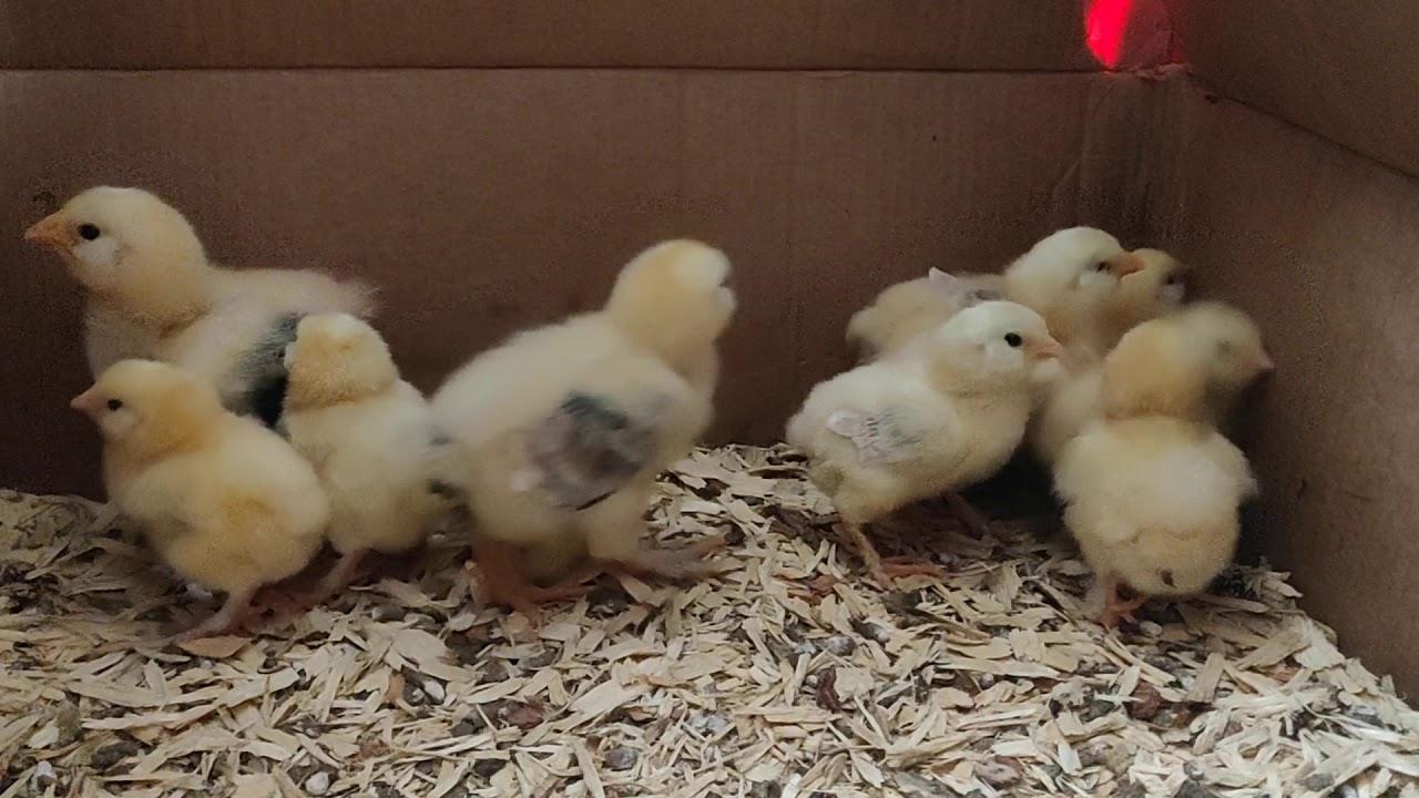 Salmon faverolle chicks ranging from day old to almost 2 weeks old