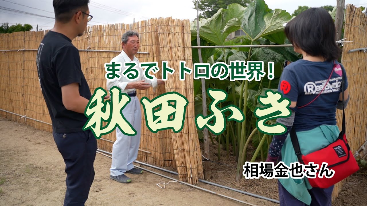 ☆[秋田県仁井田市]秋田ふき（あきた伝統野菜） - YouTube