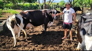 A VACA PERNAMBUCANA DE NENÉM VAI DAR CRIA O MÊS QUE VEM TÁ COM O BUCHÃO TAMANHO DO MUNDO