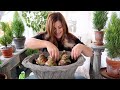 Planting Amaryllis Bulbs & Forcing Last Year’s Amaryllis to Bloom! ❤️🎄❤️ // Garden Answer