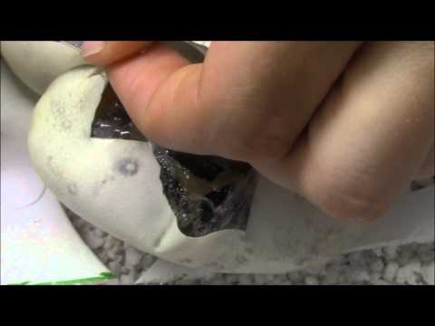Bumble Bee het Pied X Piedbald - ponte 1 Oeuf 1