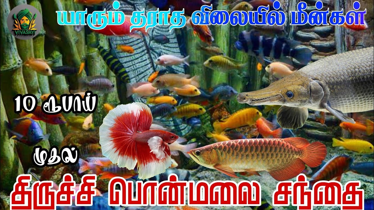 யாரும் தராத விலையில் மீன்கள் | திருச்சி பொன்மலை சந்தை | #futurevivasayi