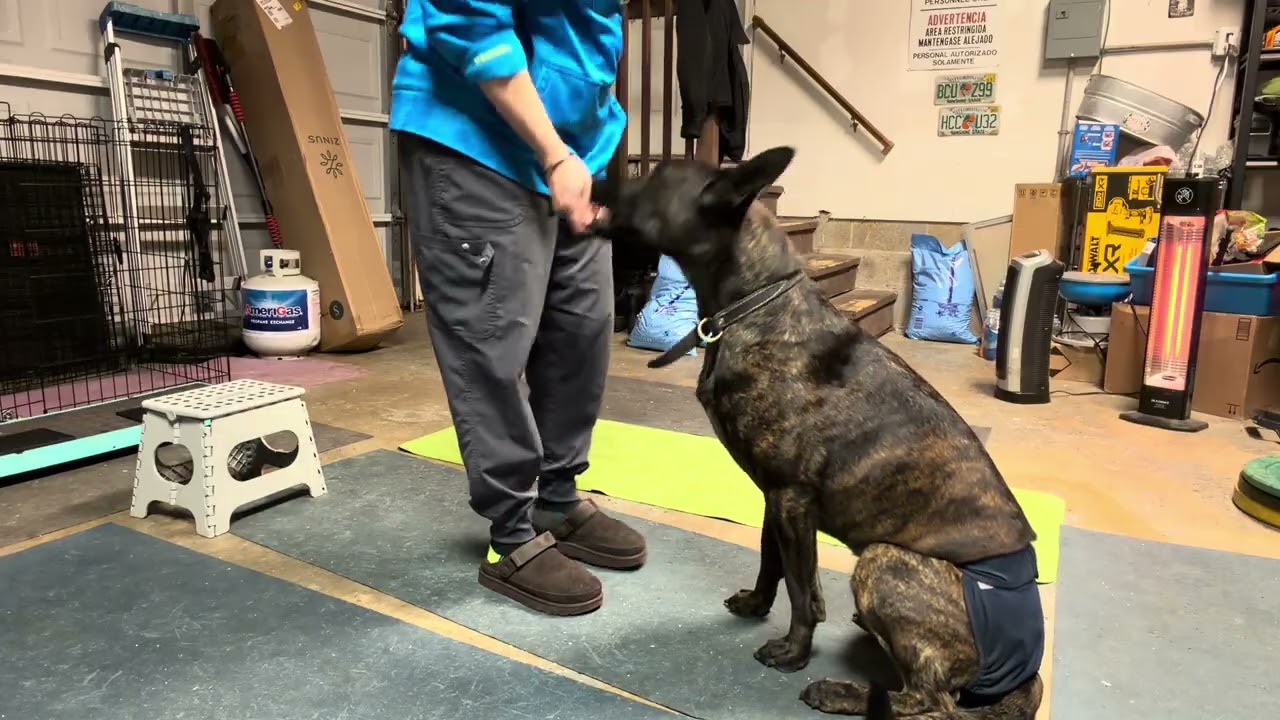 Sigyn GF ipsilateral movement and parts of the kick back stand￼