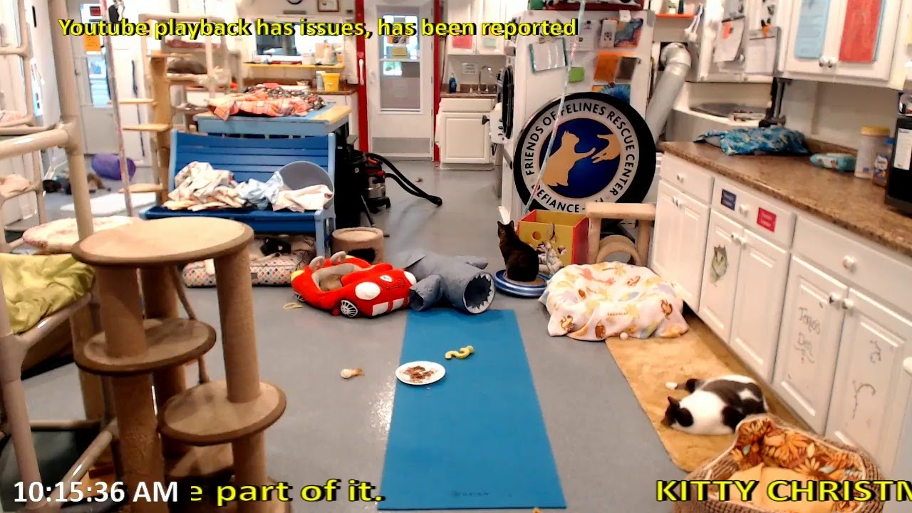 Friends of felines rescue center youtube