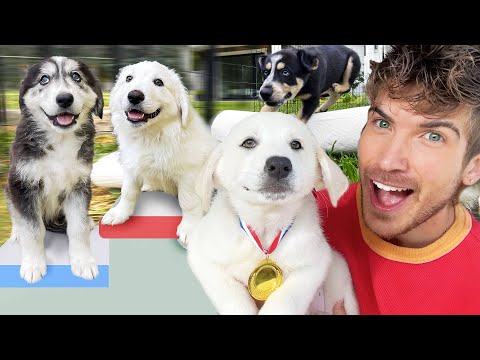 My 11 Huskies Compete in the Puppy Olympics Challenge!